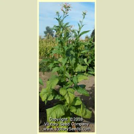 Silver Dollar Tobacco - Image 2