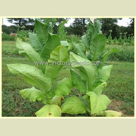 Silver Dollar Tobacco - Image 5