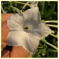 Ornamental Flowering Tobacco