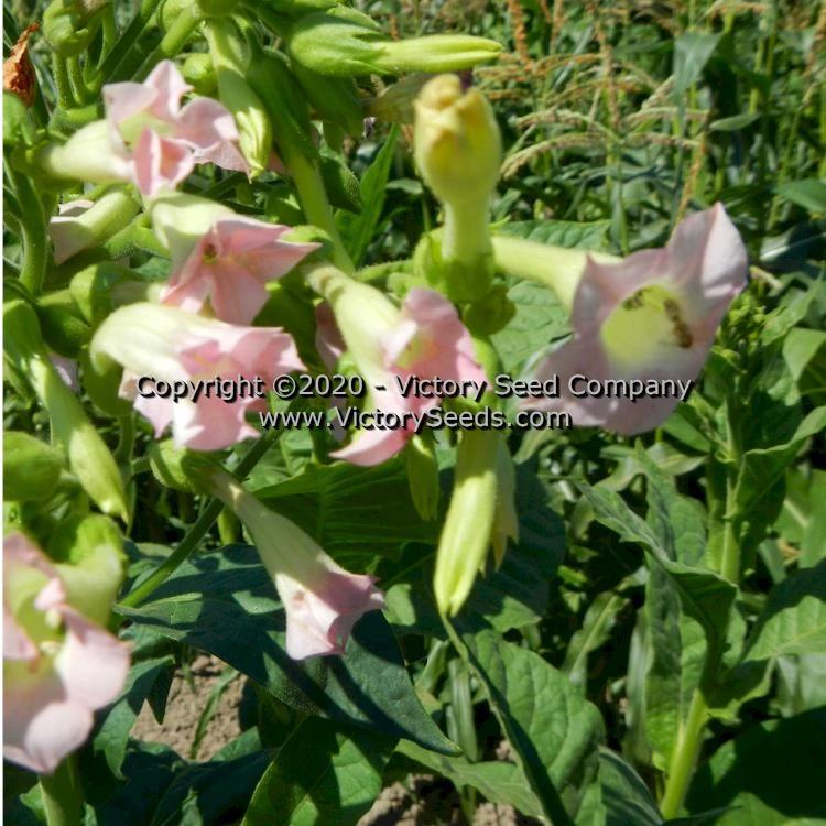 Texas Cuban Tobacco - Image 3