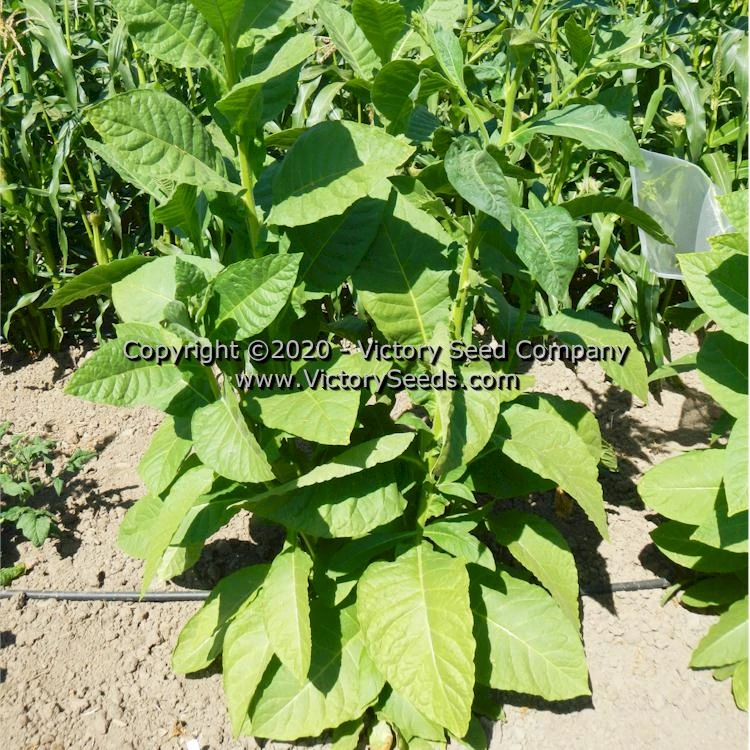 Texas Cuban Tobacco - Image 2