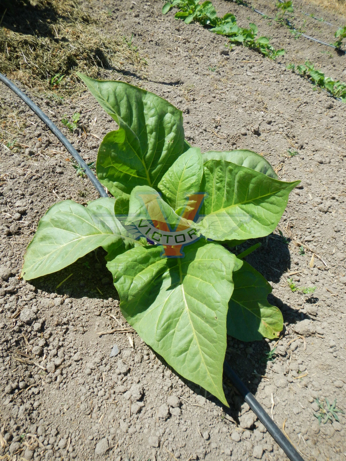 Virginia 12 Tobacco - Image 2