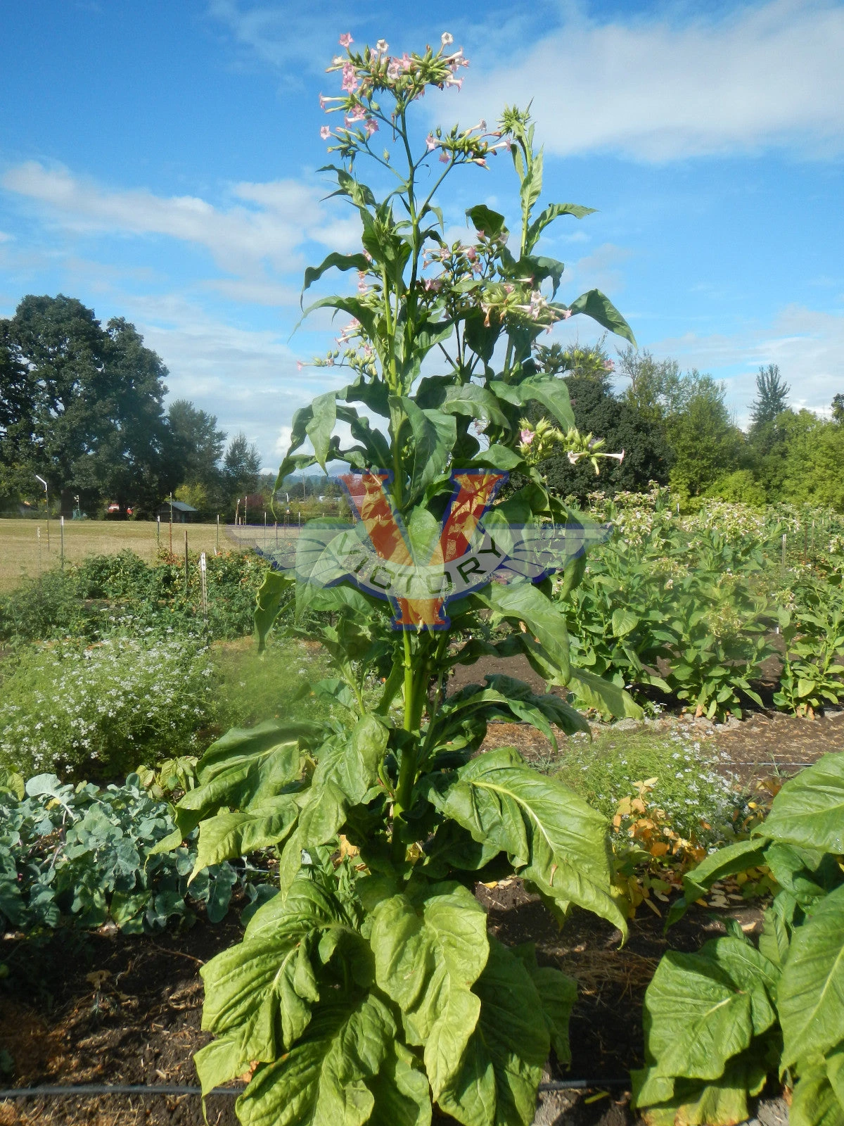 Virginia 12 Tobacco - Image 3