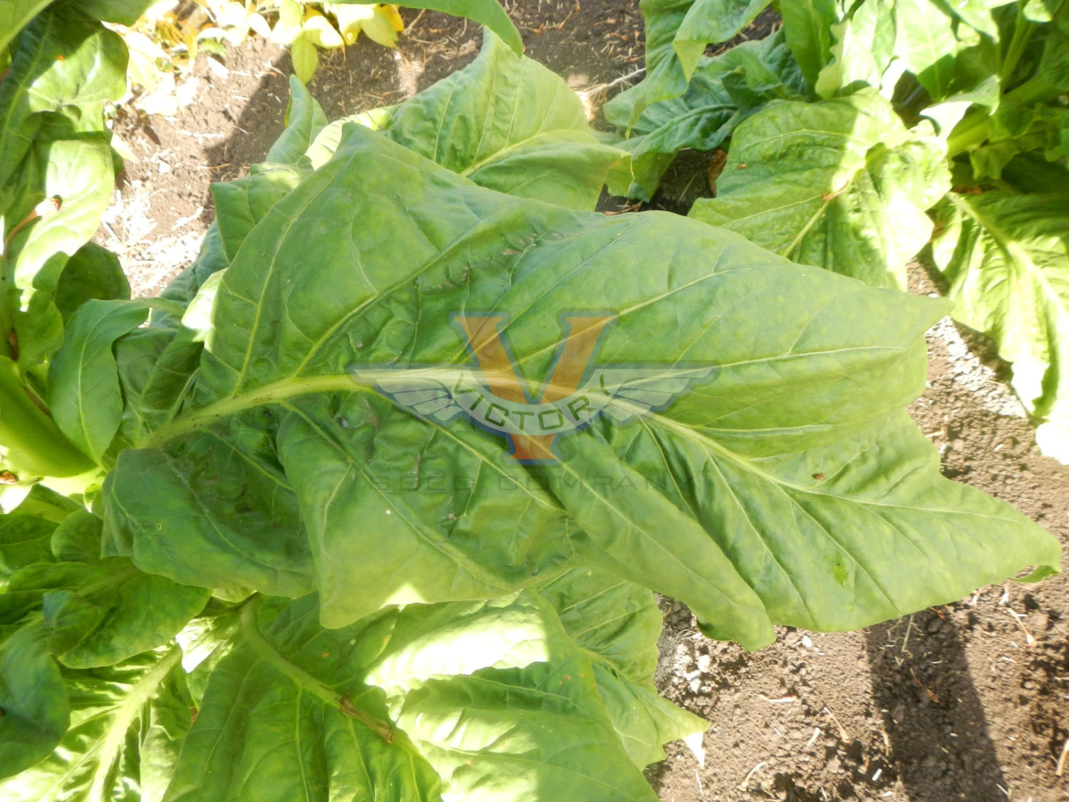 Virginia 12 Tobacco - Image 4