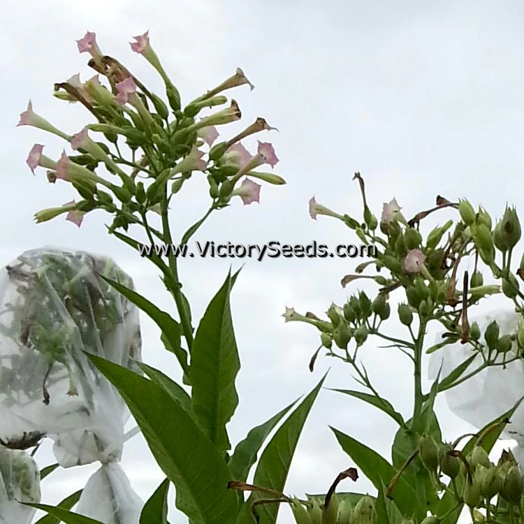 Virginia 509 Tobacco - Image 5