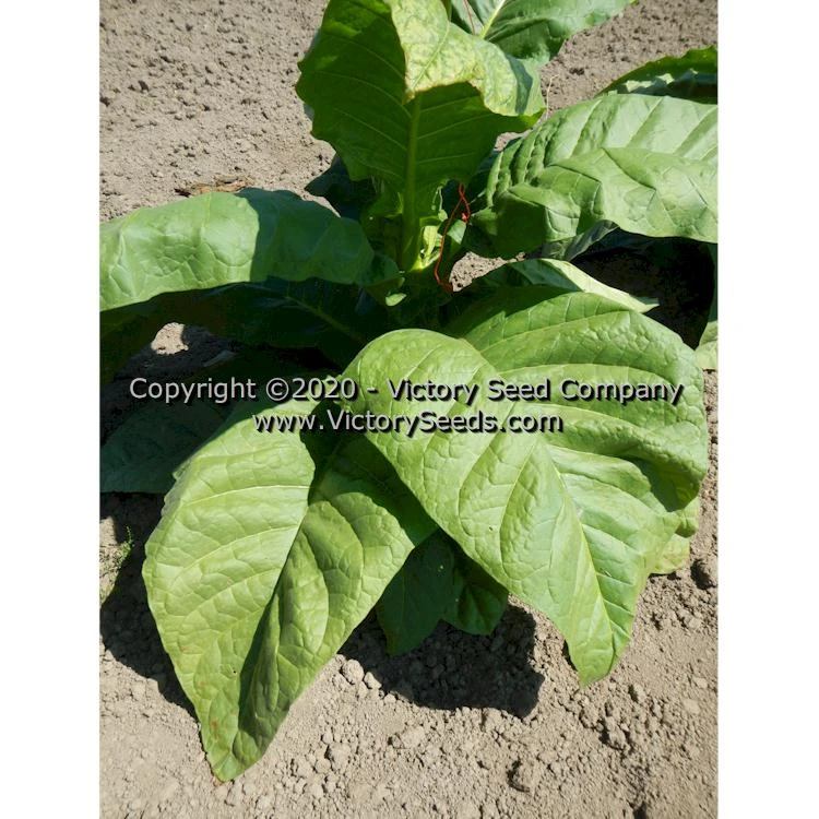 Virginia 509 Tobacco - Image 4