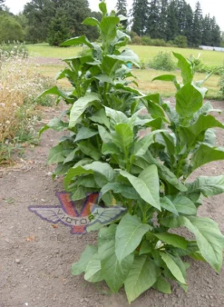 Virginia Bright Leaf Tobacco