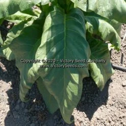 Walker's Broadleaf Tobacco