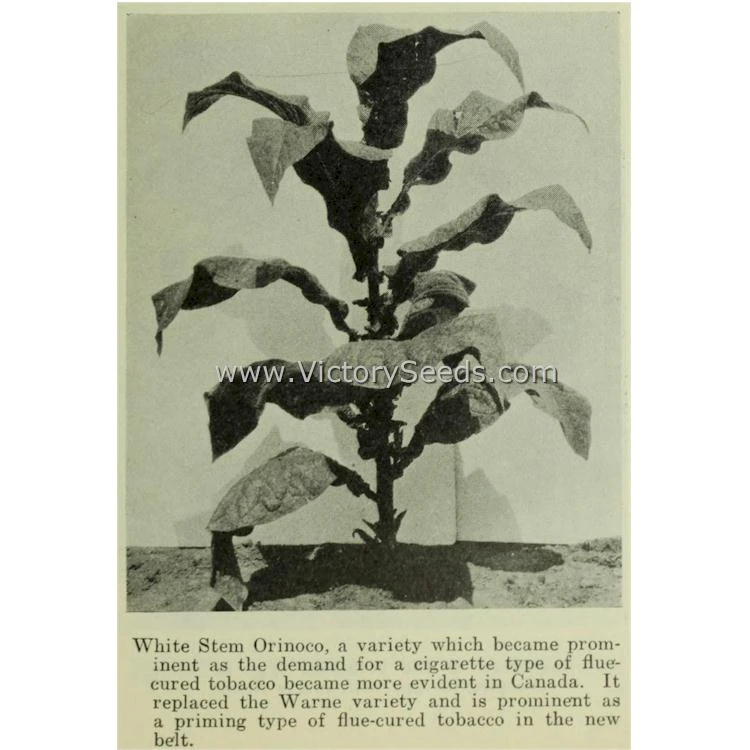 White Stem Orinoco Tobacco - Image 8