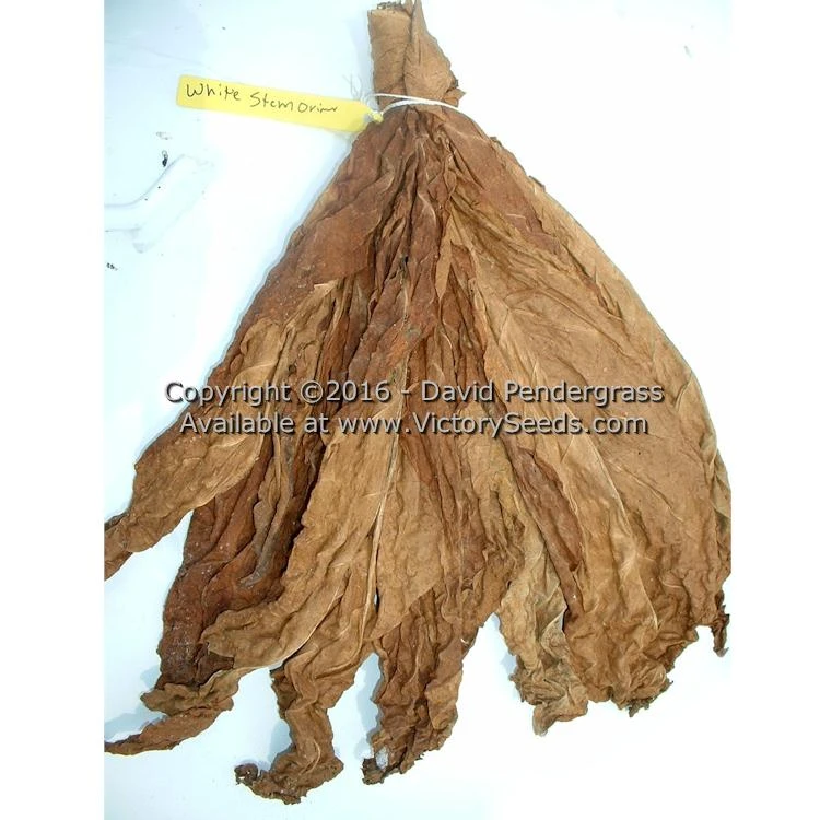 White Stem Orinoco Tobacco - Image 7