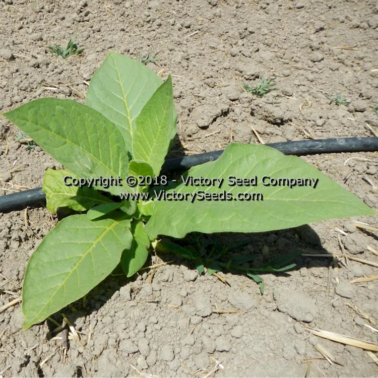 White Stem Orinoco Tobacco - Image 5