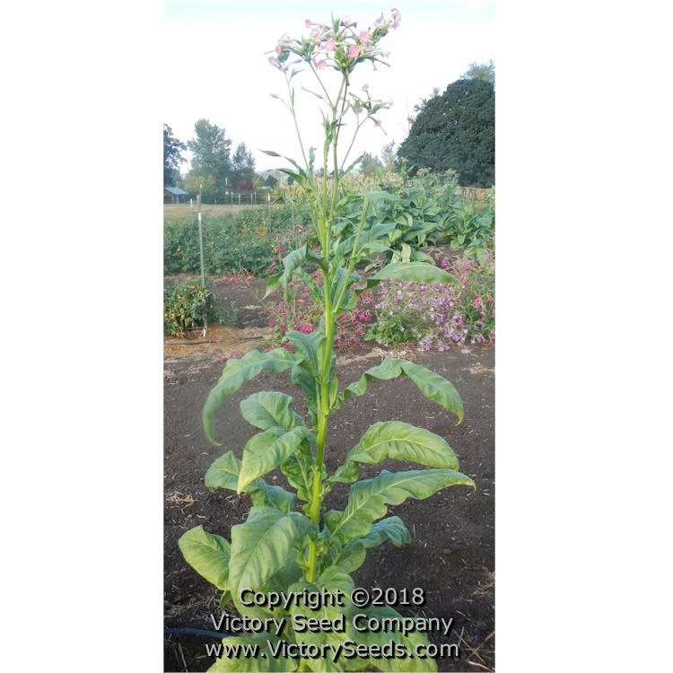 White Stem Orinoco Tobacco - Image 2