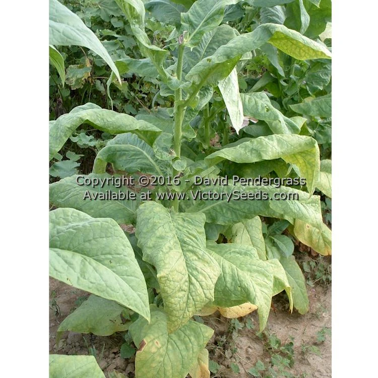 White Stem Orinoco Tobacco - Image 6