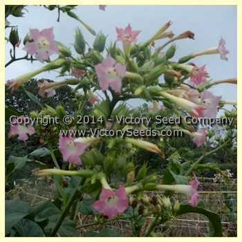 Yellow Mammoth Tobacco - Image 3