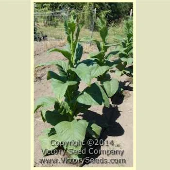 Yellow Mammoth Tobacco - Image 2