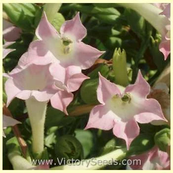 Yellow Orinoco Tobacco - Image 3