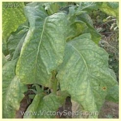 Yellow Orinoco Tobacco