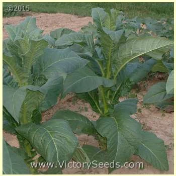 Yellow Orinoco Tobacco - Image 2