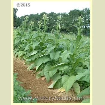 Yellow Orinoco Tobacco - Image 4