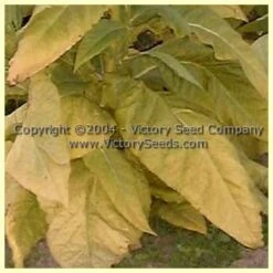 Yellow Twist Bud Tobacco