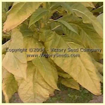 Yellow Twist Bud Tobacco