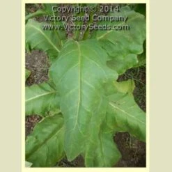 Zimmer Spanish Tobacco