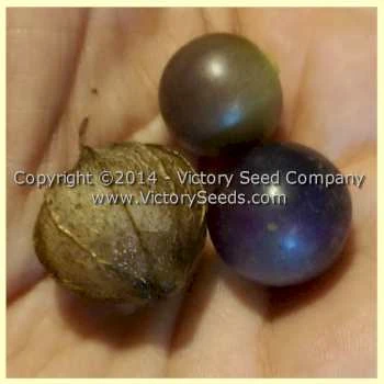 Mountain Pima Tomatillo - Image 3