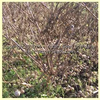 Mountain Pima Tomatillo - Image 4