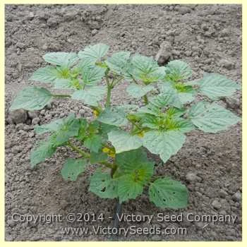 Mountain Pima Tomatillo - Image 2