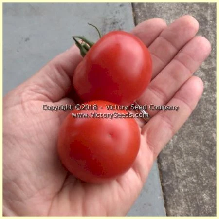 Abu Rawan Tomato - Image 4