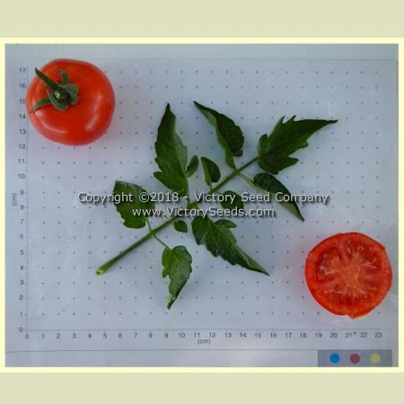 Abu Rawan Tomato - Image 5