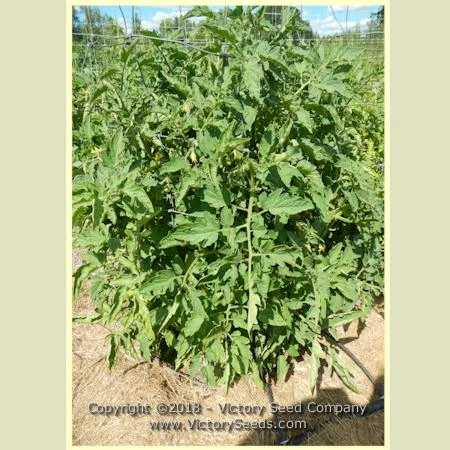 Abu Rawan Tomato - Image 3