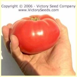 Acme, De Giorgi Tomato