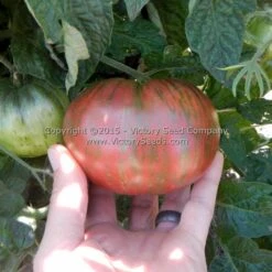 Adelaide Festival Tomato