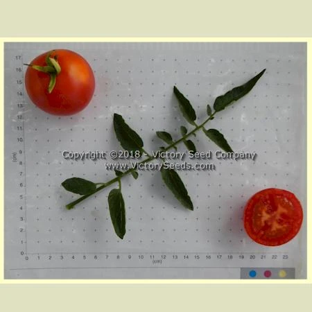 Ailsa Craig Tomato - Image 3
