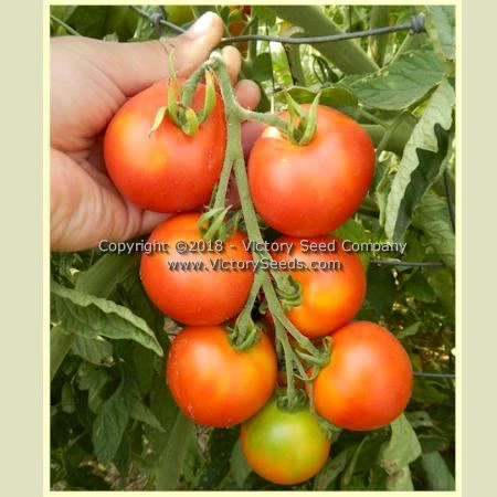 Ailsa Craig Tomato - Image 5