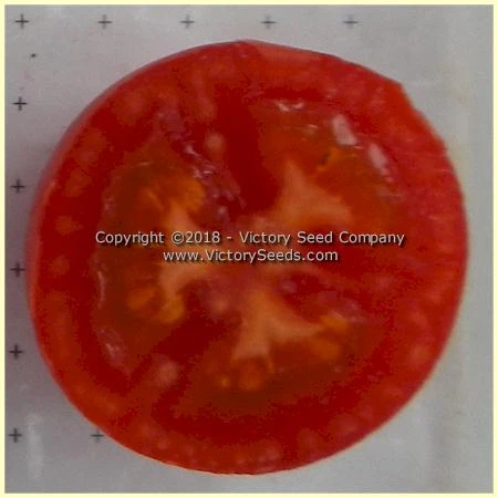 Ailsa Craig Tomato - Image 2