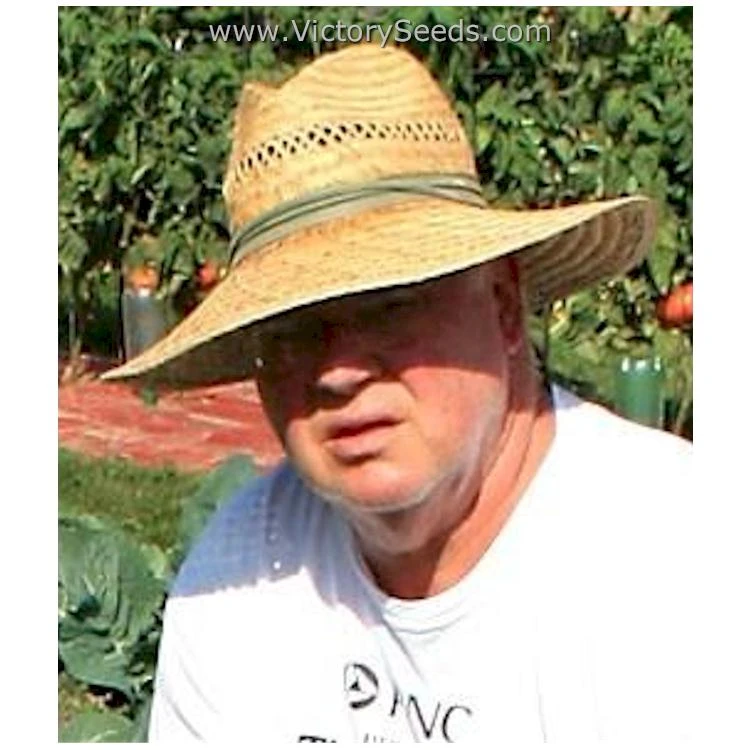 Aker's West Virginia Tomato - Image 6