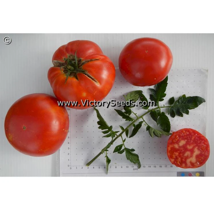 Aker's West Virginia Tomato - Image 5