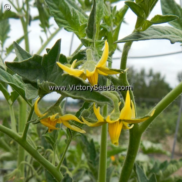 Aker's West Virginia Tomato - Image 4