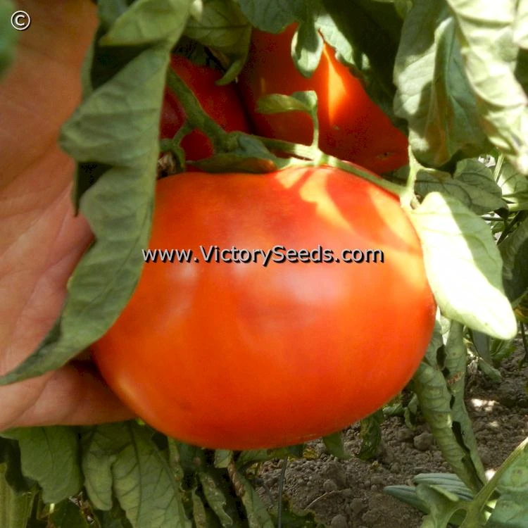 Aker's West Virginia Tomato