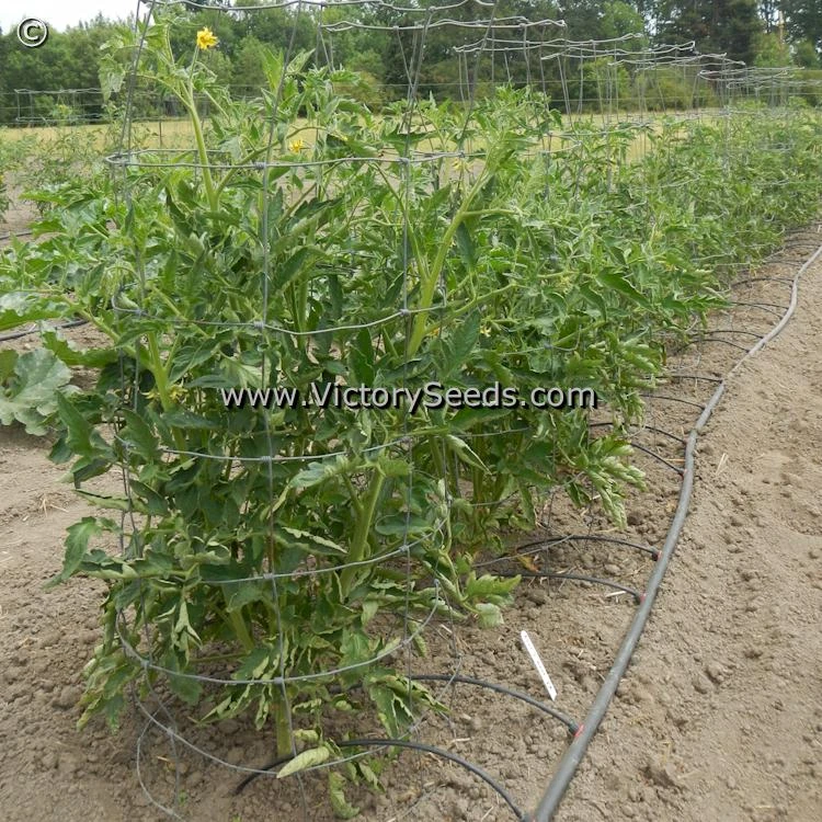 Aker's West Virginia Tomato - Image 3