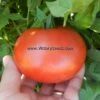 Andrew Rahart's Jumbo Red Tomato