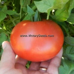 Andrew Rahart's Jumbo Red Tomato