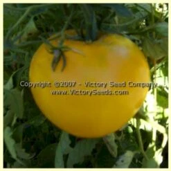 Anna Banana Russian Tomato