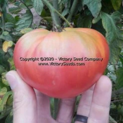 Anna Dutka Family Heirloom Tomato