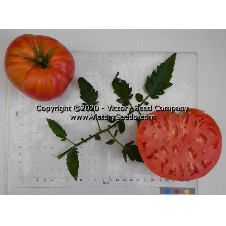 Anna Dutka Family Heirloom Tomato - Image 4