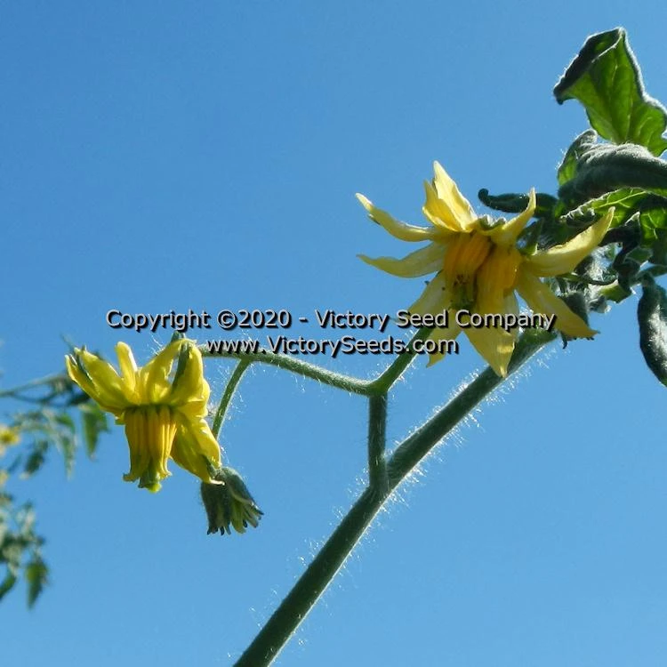 Anna Dutka Family Heirloom Tomato - Image 7