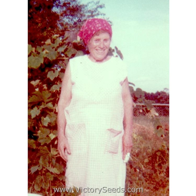 Anna Dutka Family Heirloom Tomato - Image 8