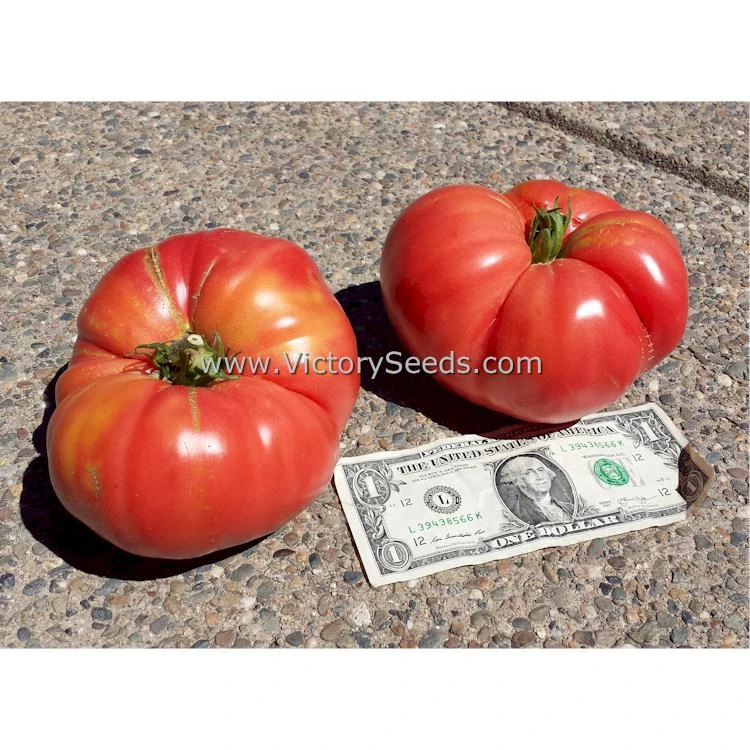 Anna Dutka Family Heirloom Tomato - Image 6